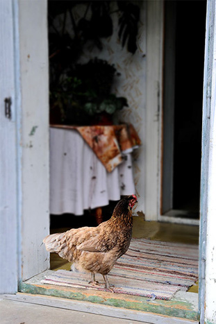 Huhn steht in der Eingangstür
