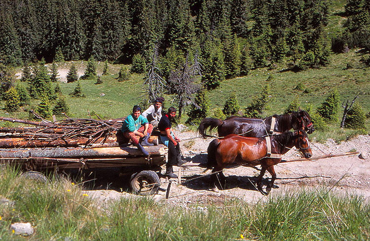Foto von Pferdefuhrwerk beladen mit Baumstämmen und 3 Männern auf dem Kutschbock