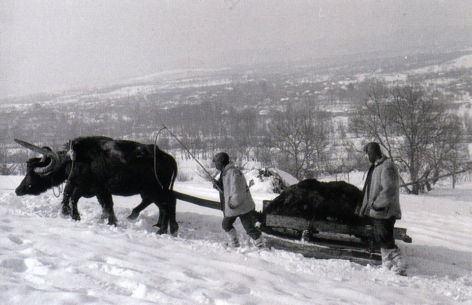 Pferdeschlitten in Winterlandschaft