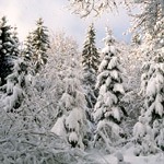 Winterlandschaft