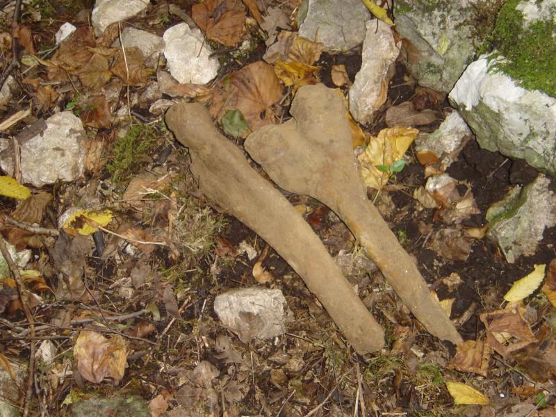 Knochen ausserhalb der Höhle im Gras liegend