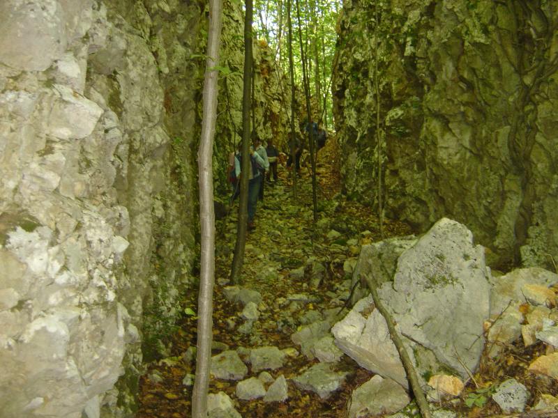 mit Bäumen zugewachsene Schlucht