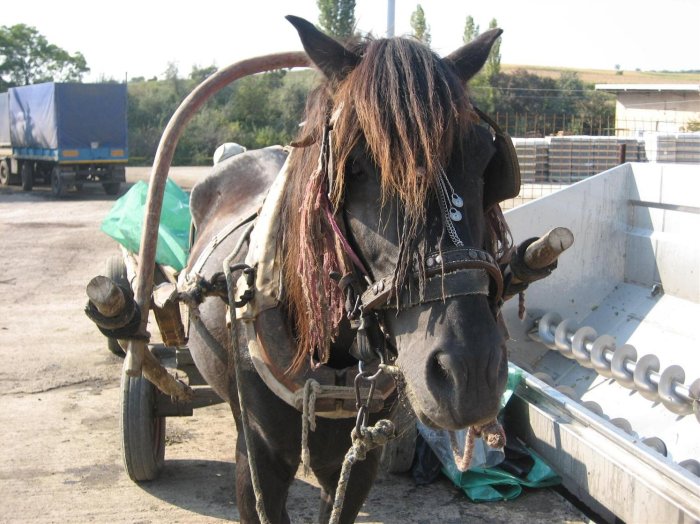 Pferd vor Weinpresse