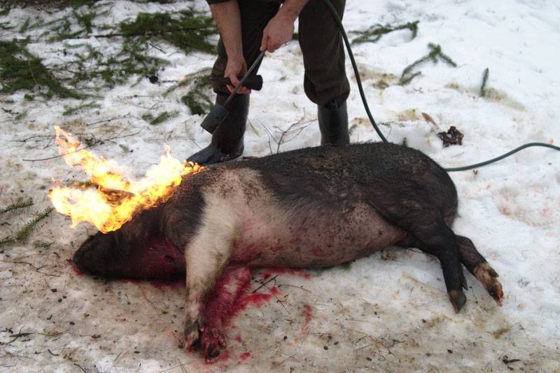 Schwein