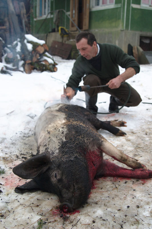 Schwein wird geschlachtet