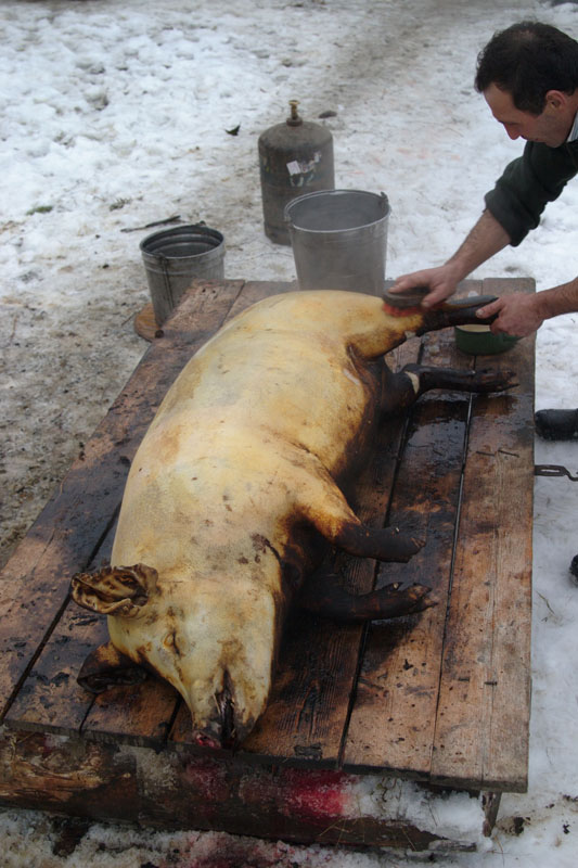 Schwein wird geschlachtet