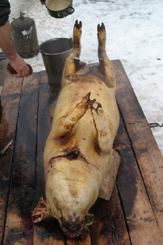 Schwein wird geschlachtet