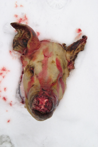 Schwein wird geschlachtet
