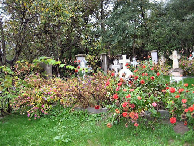 Friedhof mit Blumen überwuchert