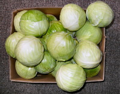 Kraut