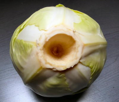 Kraut