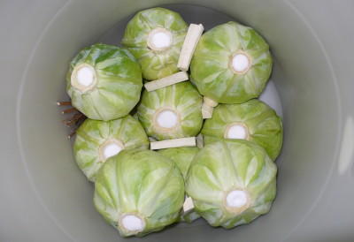 Kraut