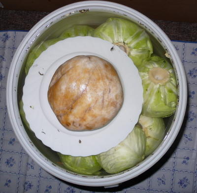 Kraut