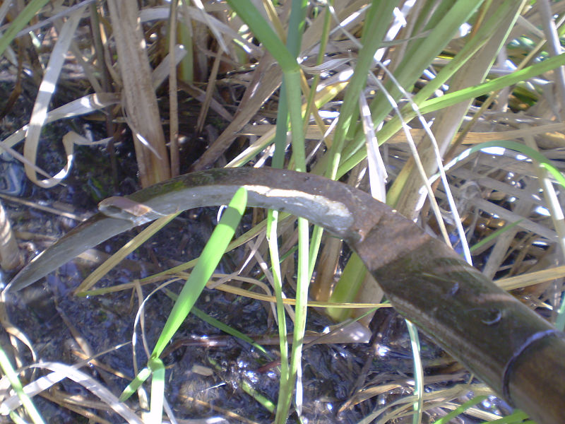 Schilfernte