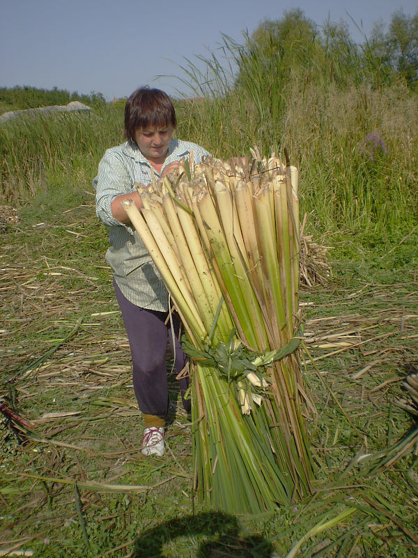 Schilfernte