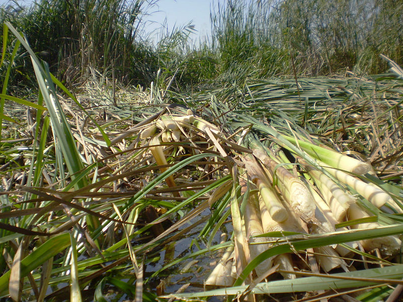 Schilfernte