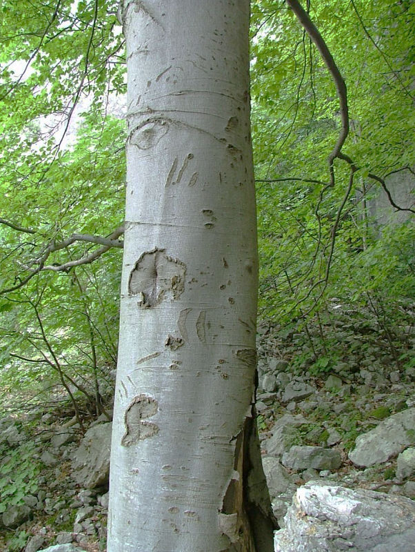 Baum