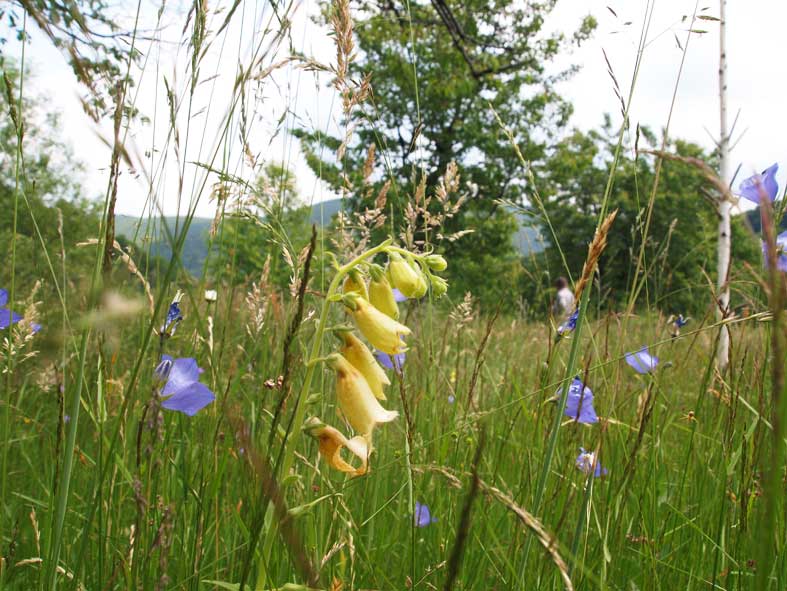 Blumenwiese