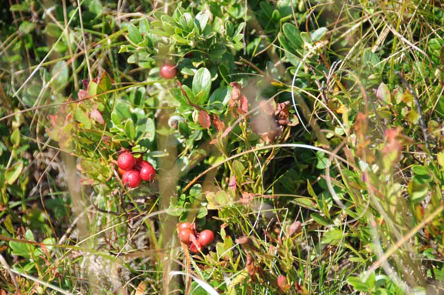 Preiselbeeren