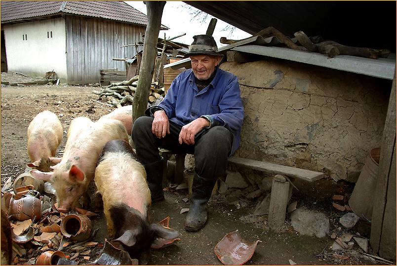 Mann sitzt neben Schweinen und Scherben auf einer Bank