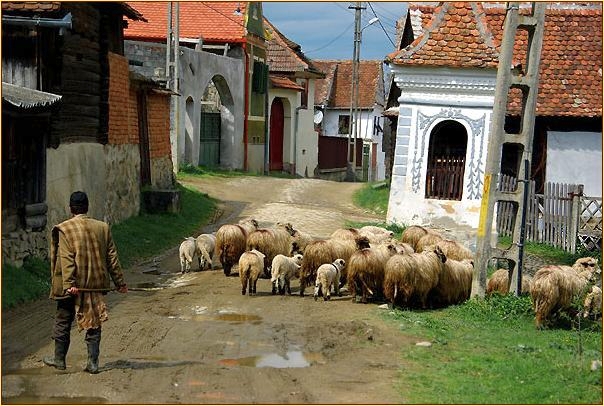 Schafherde mit Hirten im Dorf