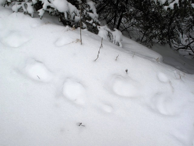 Spuren im Schnee