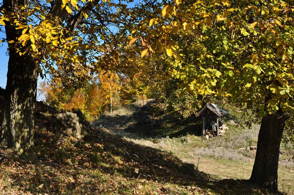 Wiese mit Bäumen