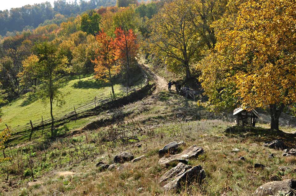 Wald und Bergwiese