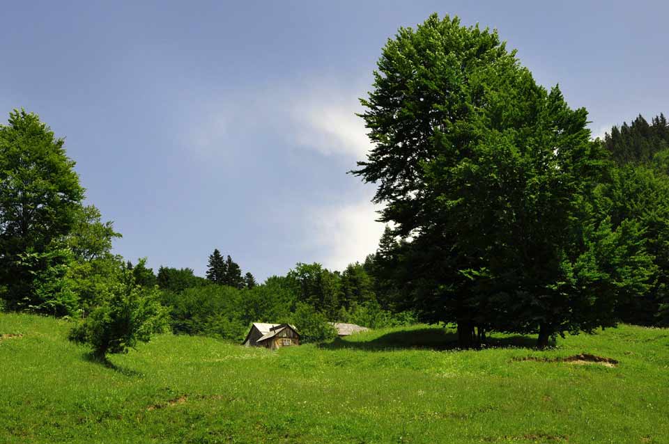 Wiese mit Baum und Haus