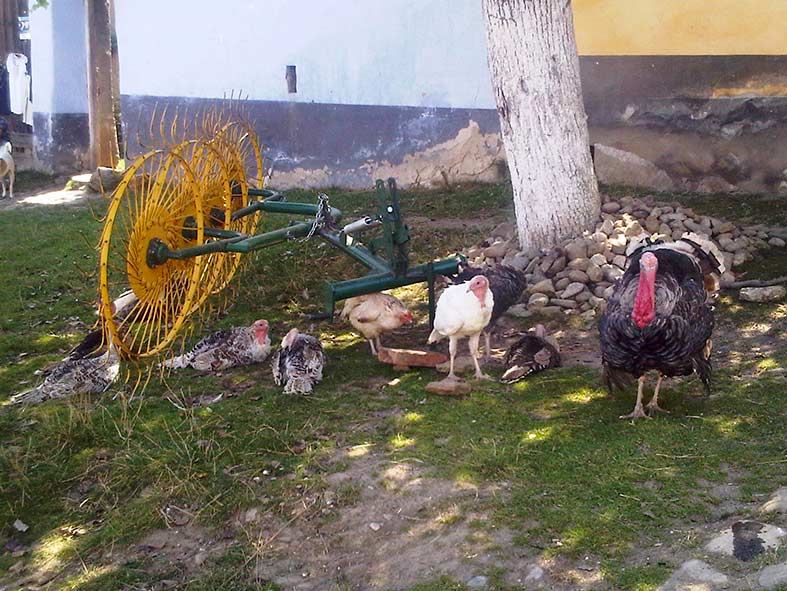 Hühner vor einem Haus