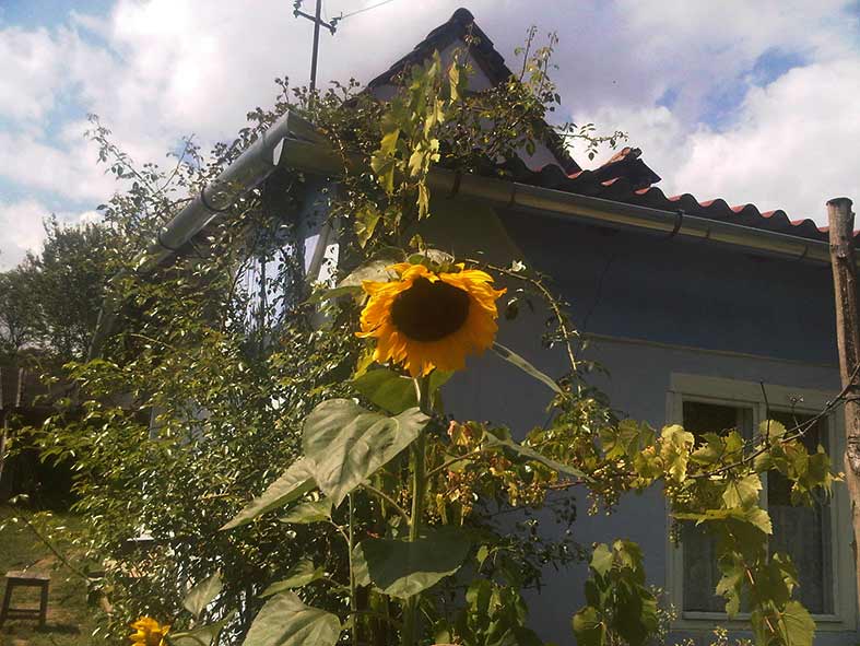 Sonneblume vor Haus
