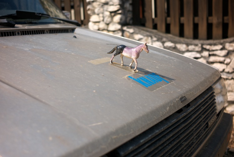 Pferd auf Motorhaube