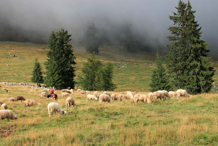 Schafsherde auf einer Gebirgswiese