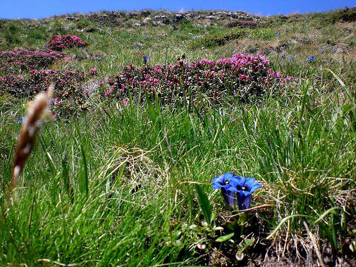 Blumenwiese