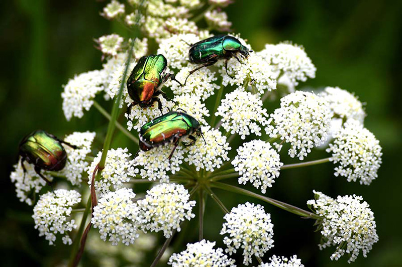 Käfer auf weißen Blumen
