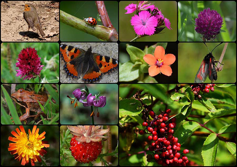 viele kleine Bilder mit blumen, Vögeln, Schmetterlingen und Beeren