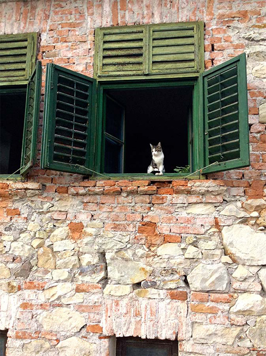 Katze sitzt an einem geöffnetem Fenster