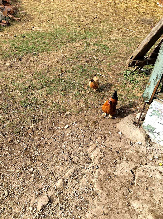 zwei Hühner im kargen Gras