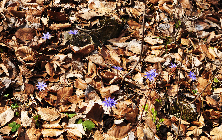 blaue Blumen im Laub