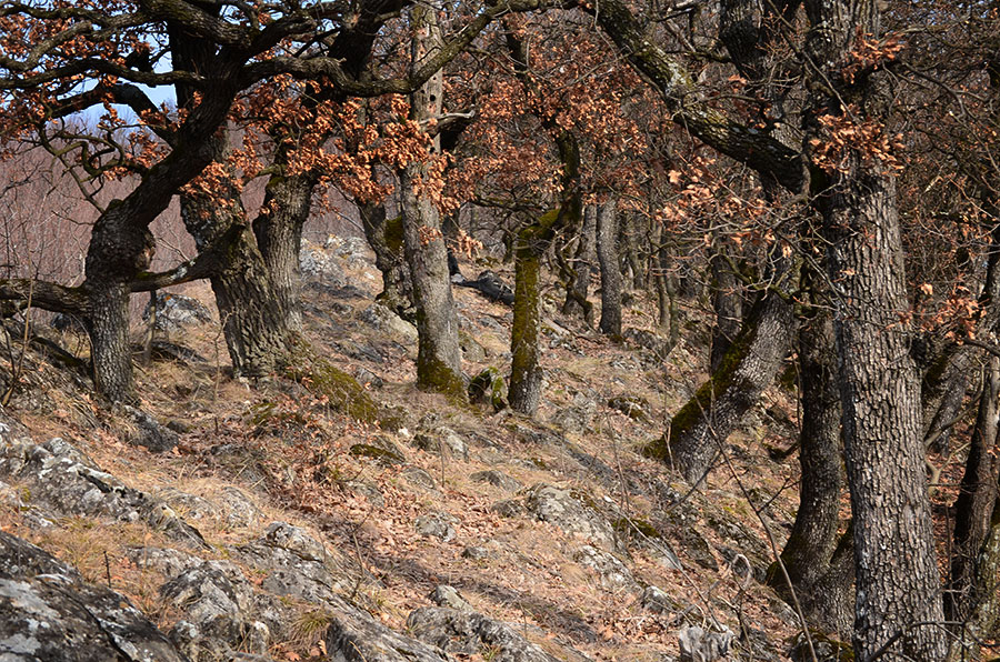 Bäume zwischen Felsformationen