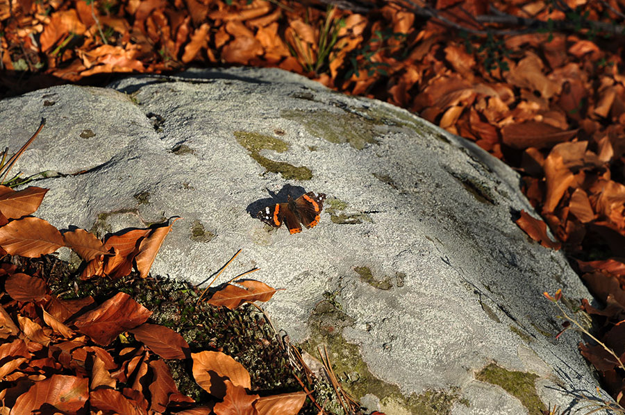 Schmetterling auf einem Stein