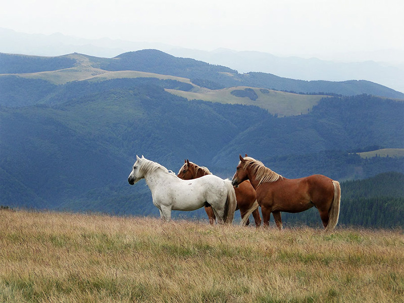 Pferde vor Berglandschaft