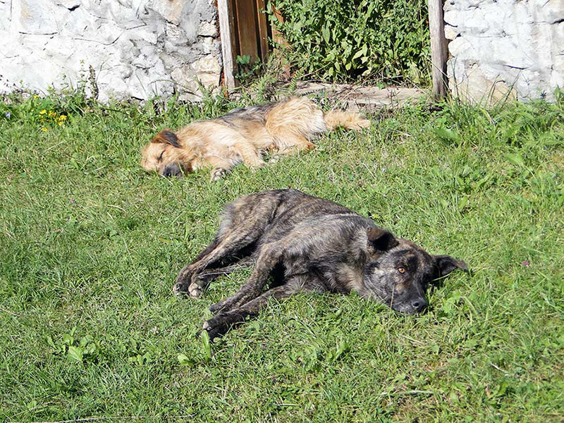 Hunde liegend im Gras
