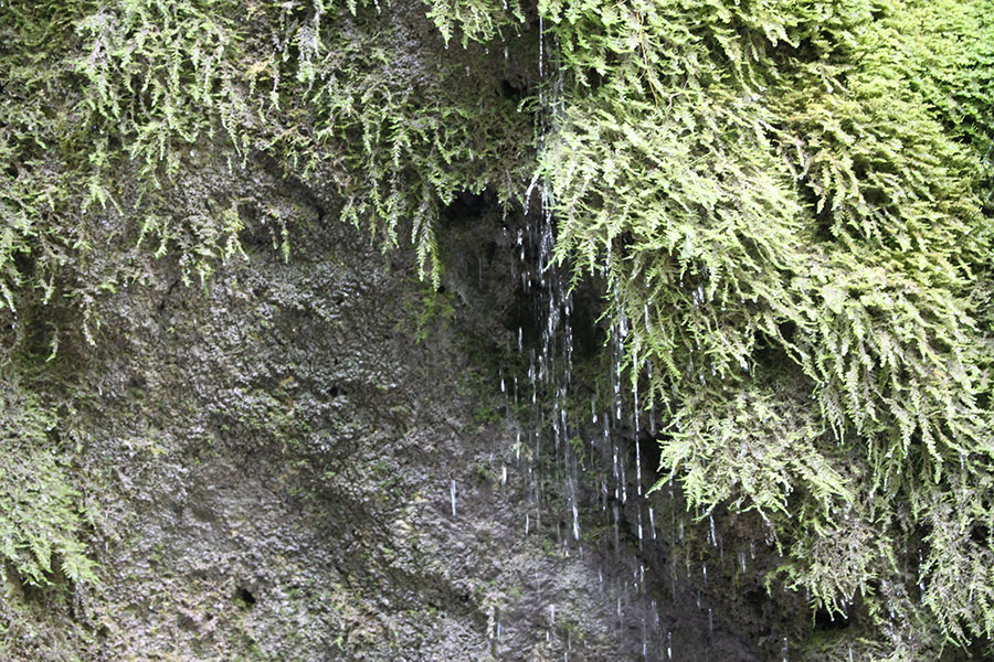 Wasser tropft an einem Felsen herunter