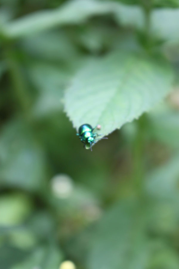 Käfer auf einem Blatt