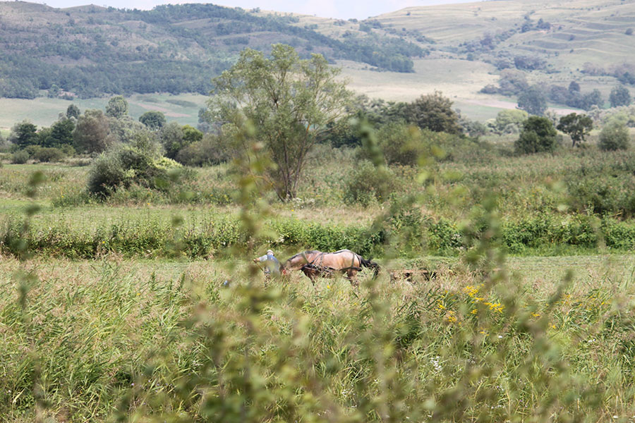 Pferdewagen auf einem Feld