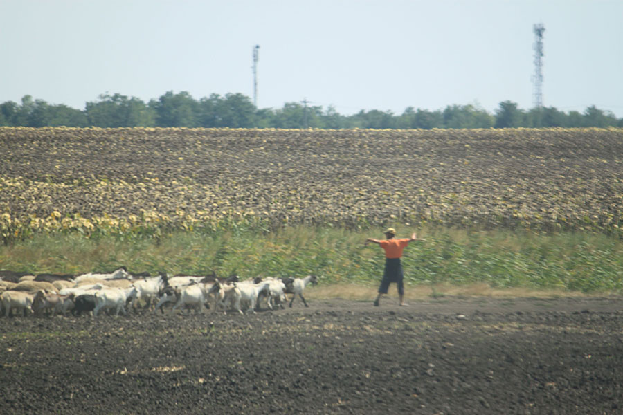 Ziegenhirte auf dem Feld