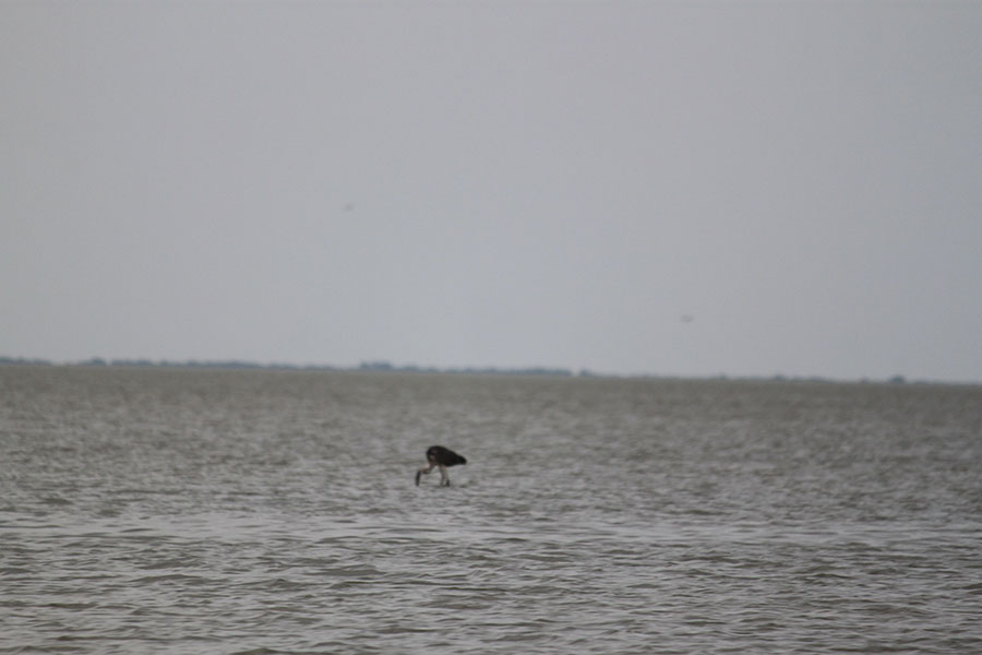 Vogel im Wasser stehend