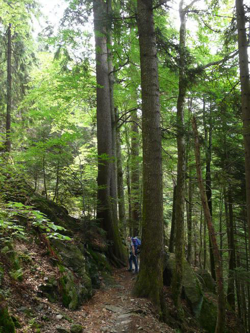 schmaler Wanderpfad im Wald