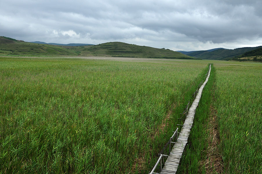 Holzsteg führt durch Schilfmeer